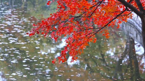 Close-up Footage of Red Maple Leaves on a Tree