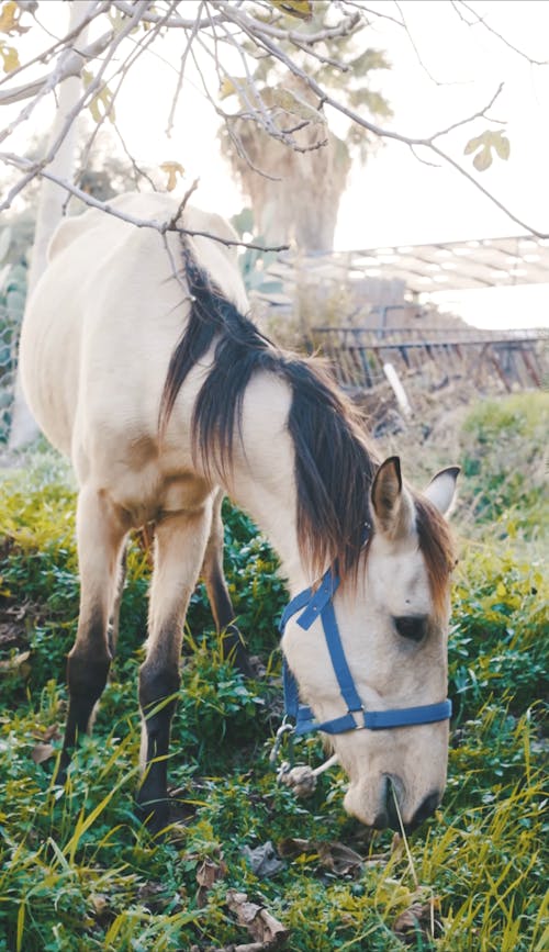 White Horse Grazing