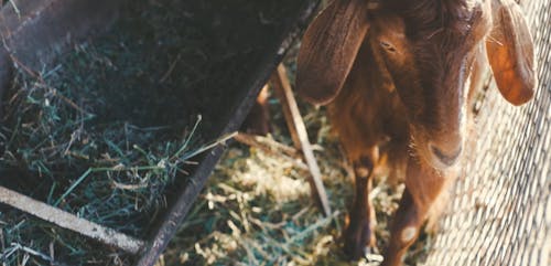 Close Up Video of Goats