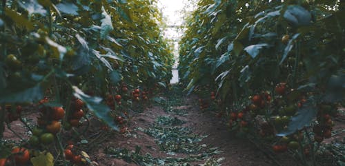 Tomatoes Plantation