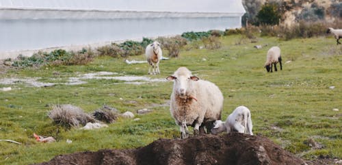 Sheep at the Farm