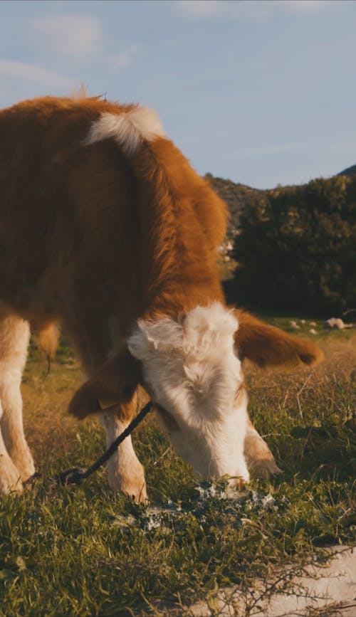 Close Up Video of a Cow Eating Grass