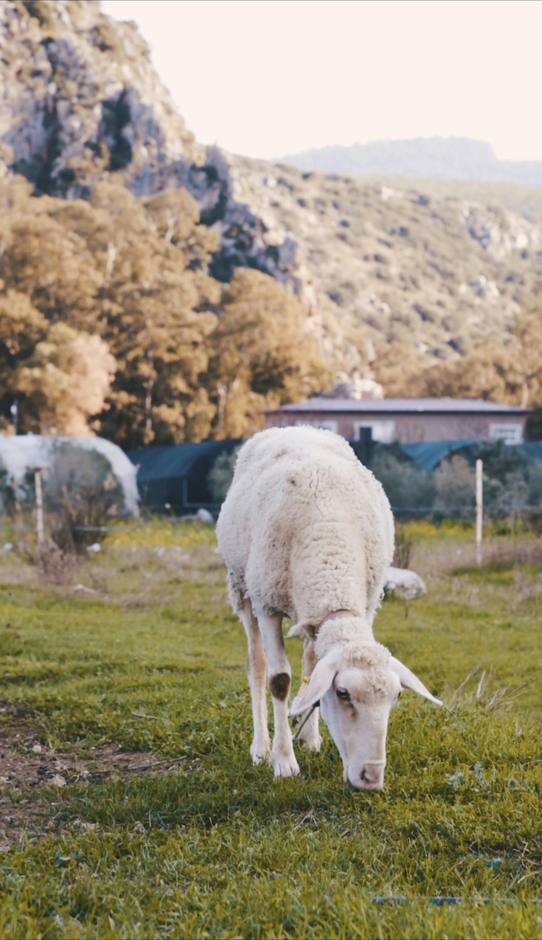 a-goat-eating-grass-in-the-farm-free-stock-video