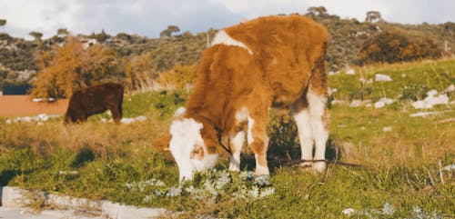 Cow on Leash Eating Grass