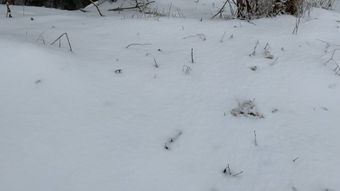 雪蛤视频素材视频素材