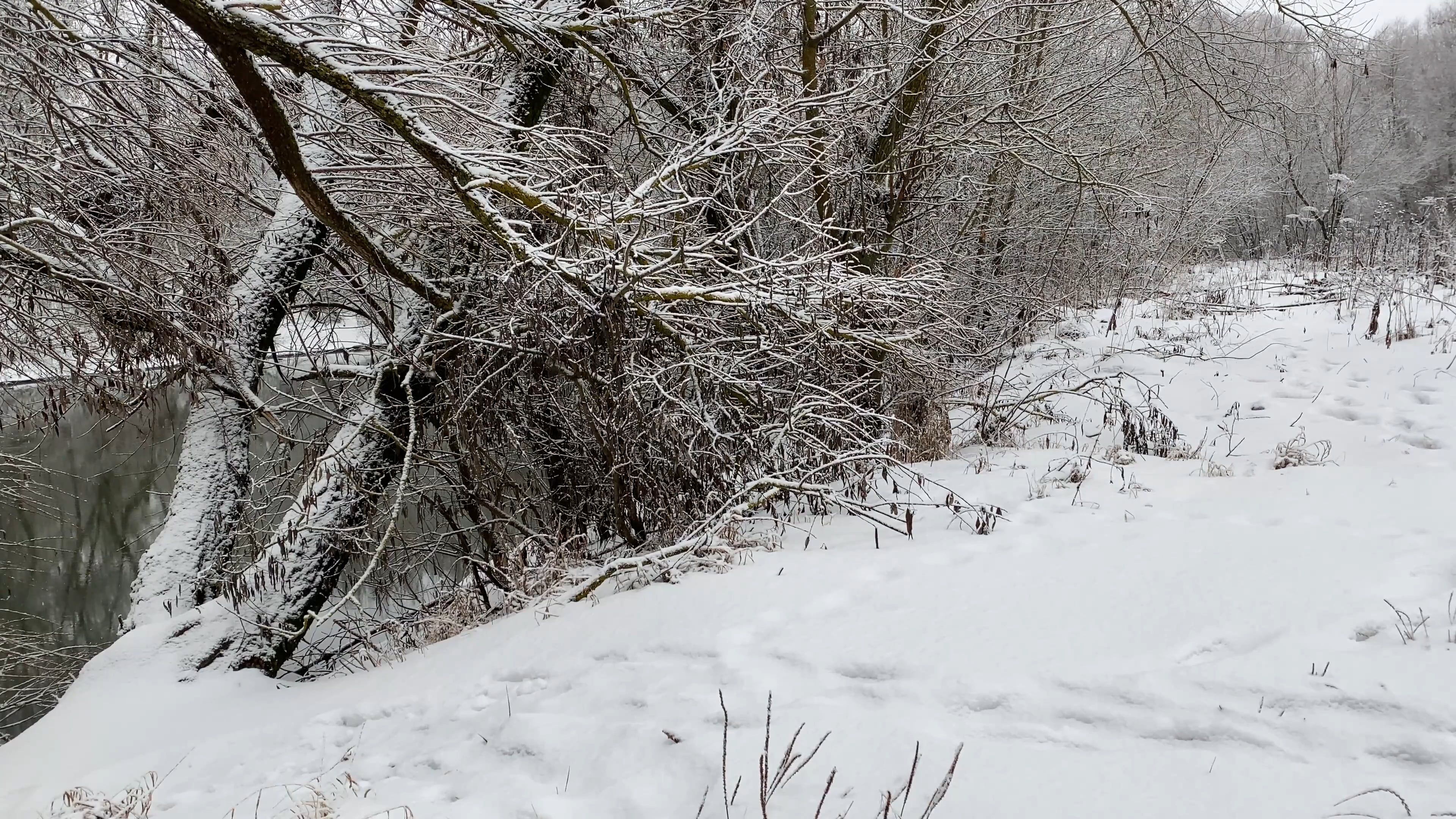 Snowfall in the Woods and Lake Free Stock Video Footage, Royalty-Free ...