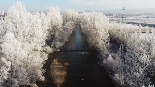 Footage Of River Surrounded By Trees