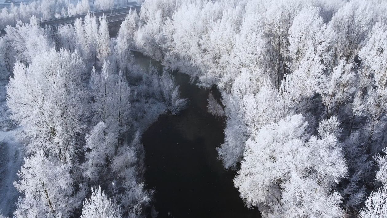 Drone Footage of Trees Covered in Snow Free Stock Video Footage ...