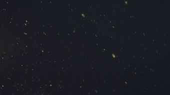 萤火虫视频素材