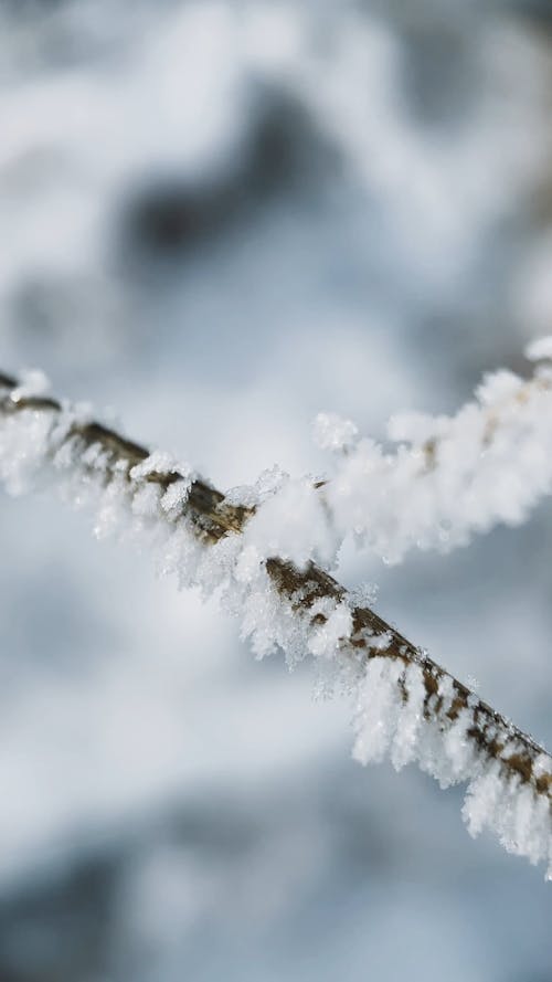 Macro Video of Frost Tree Branches