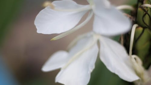 White Ginger Lily Close up