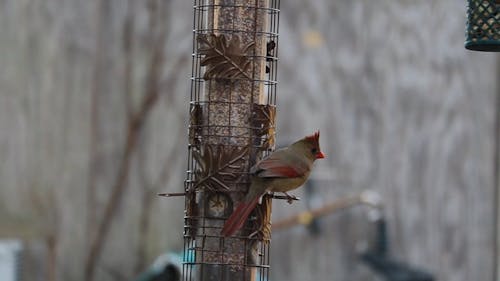 Video of a Bird Flying Away