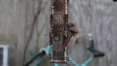 Video of a Bird Eating