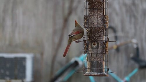 Video of a Bird Eating