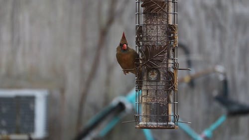 Video of a Bird Eating