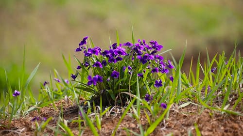 Flowering Plant in Grassland