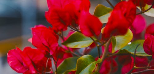 A Close Up of a Plant with Red Leaves
