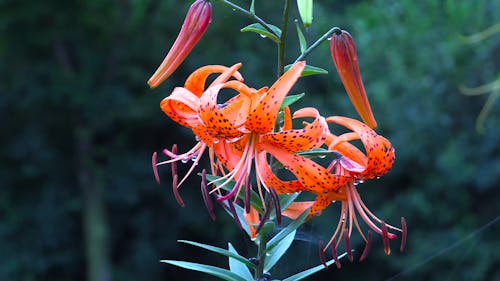 Orange Flower