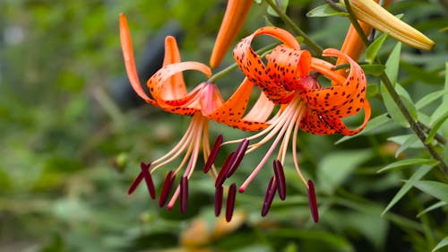 Close Up Shot of Flowers