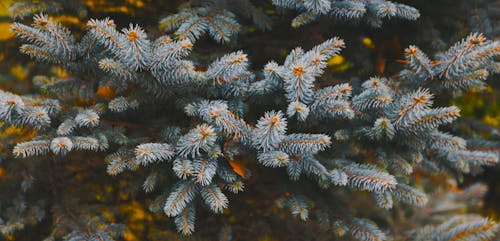 Close-up of Pine Leaves