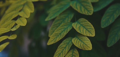 Close up of Leaves Swaying in the Wind