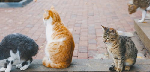 Group Of Cats Chilling Around