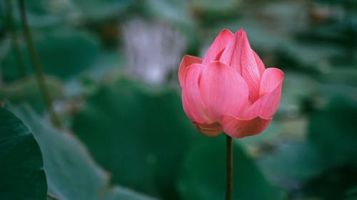 Lotus Flower Bud