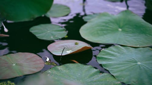 Lotus Leaves Floating in the Water