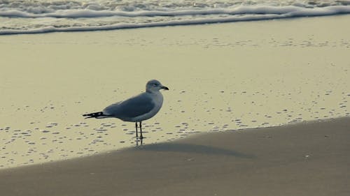 A Bird at the Seashore
