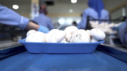 Mushrooms on a Conveyor Belt 