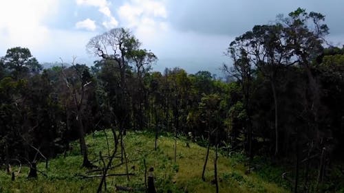 Aerial Footage Of Forest In The Mountains