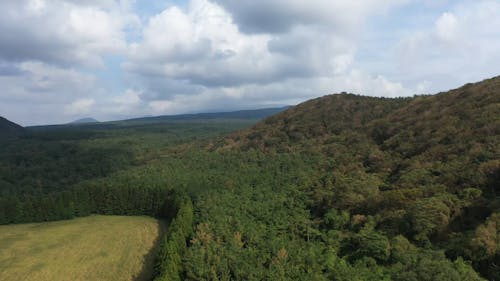 Drone Footage of a Dense Forest