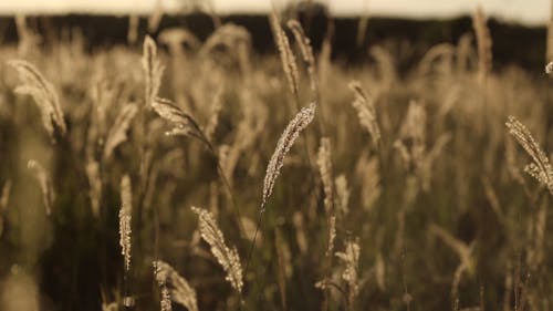 Close-up Video of Wheat