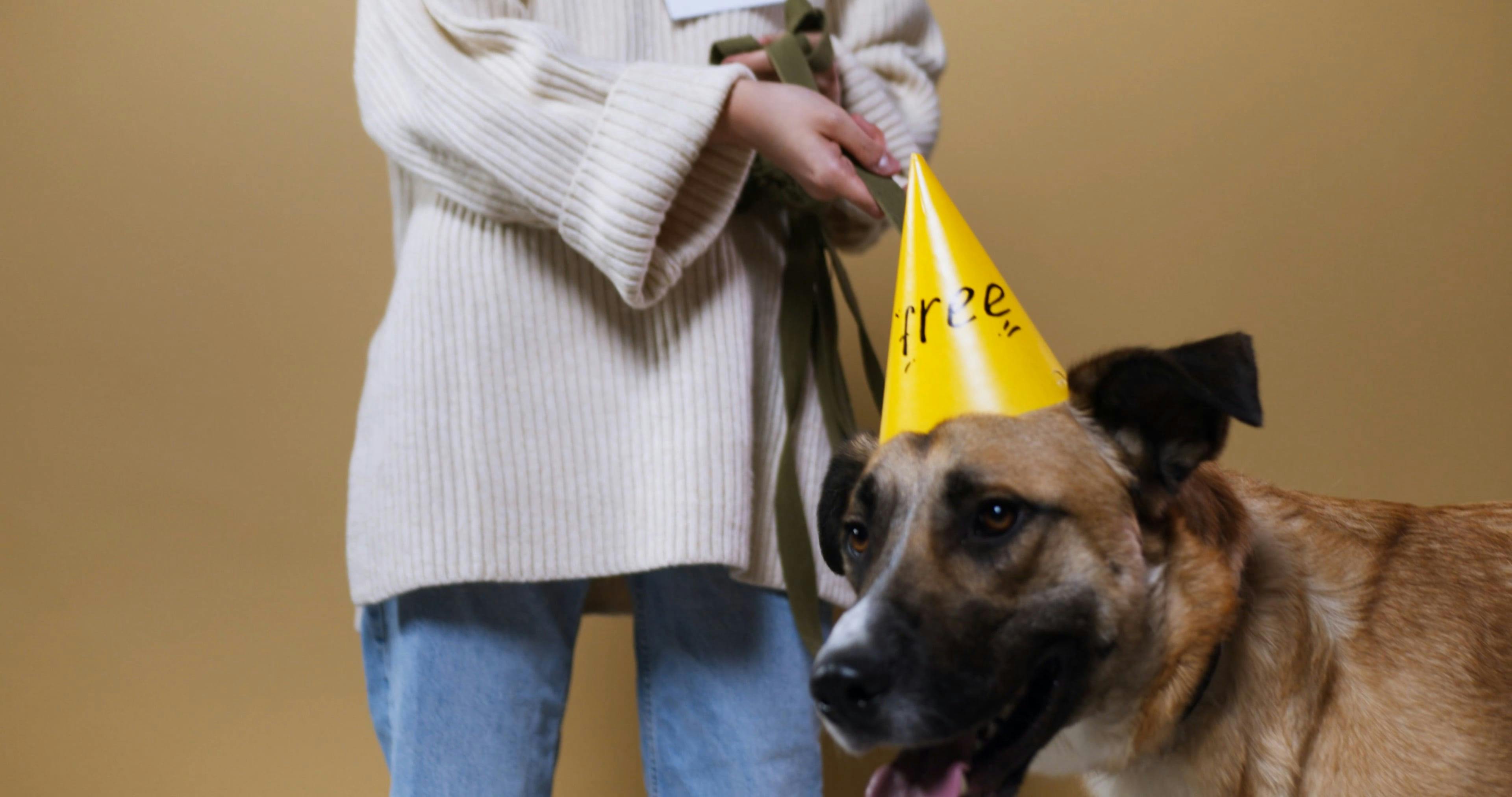 Woman Holding the Dog Leash · Free Stock Video