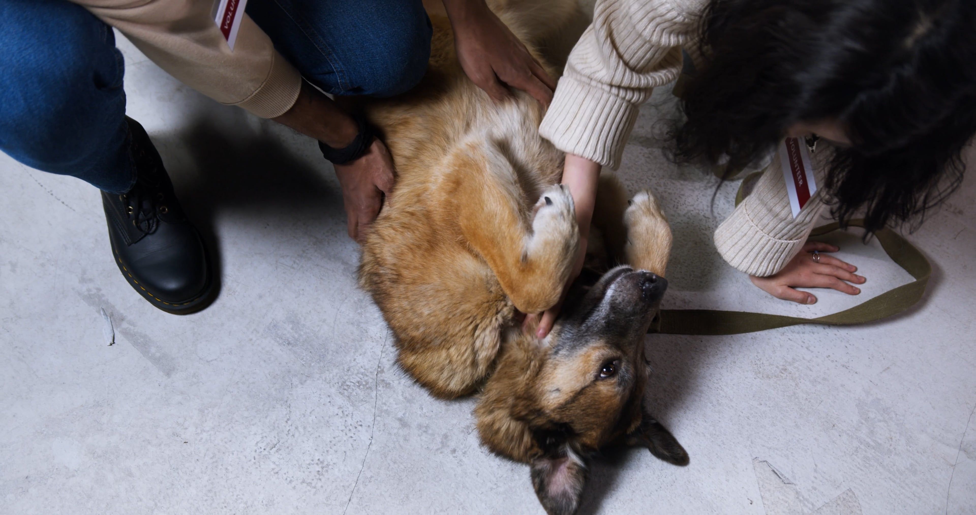 Pet Boarding video