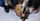 pets