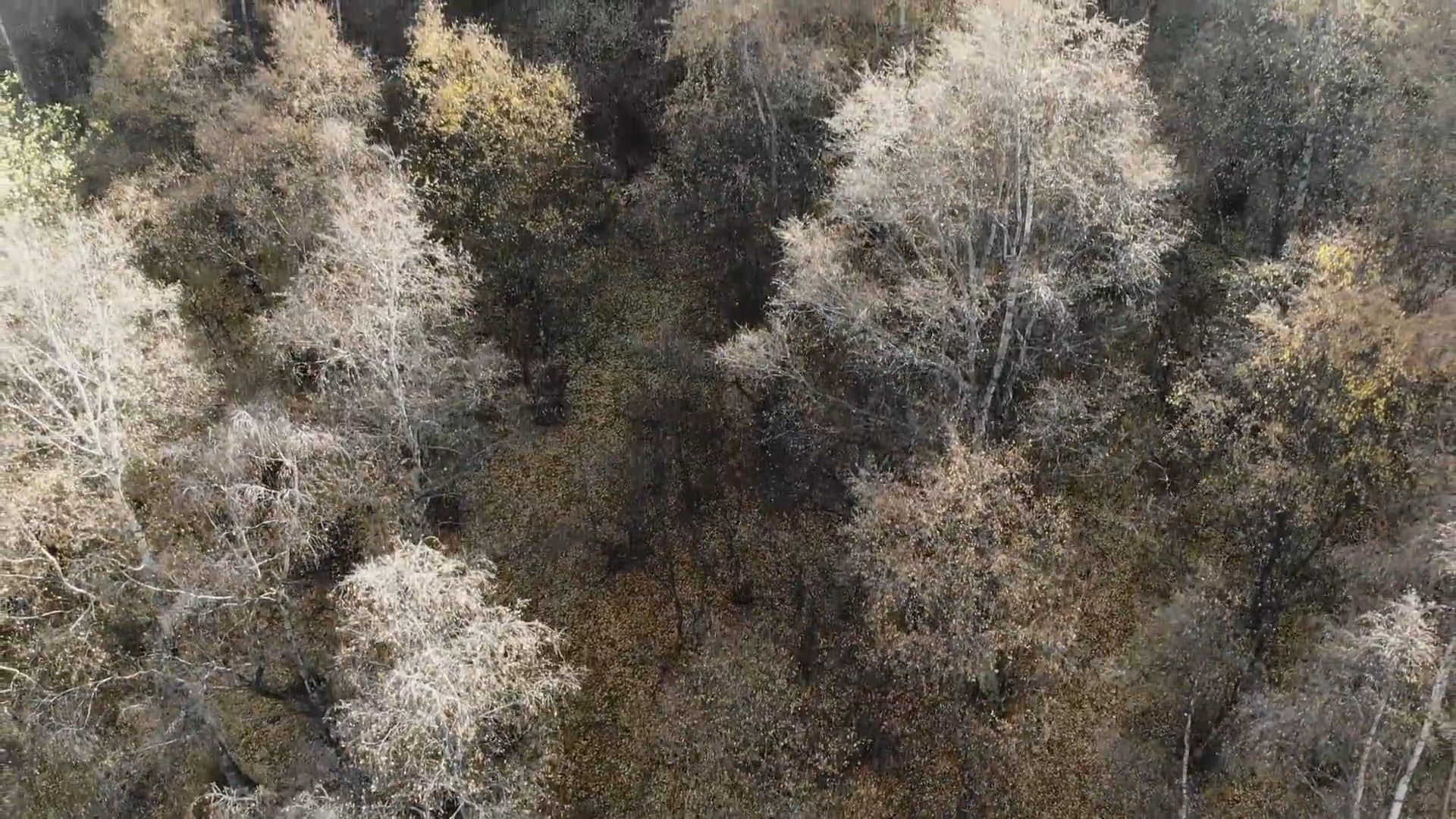 Drone Footage of a Forest Free Stock Video Footage, Royalty-Free 4K ...
