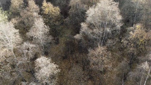 Drone Footage of a Forest