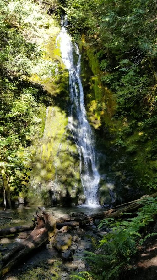 Waterfall in the Forest 