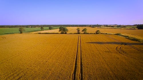Drone Shot of Wheat Fields