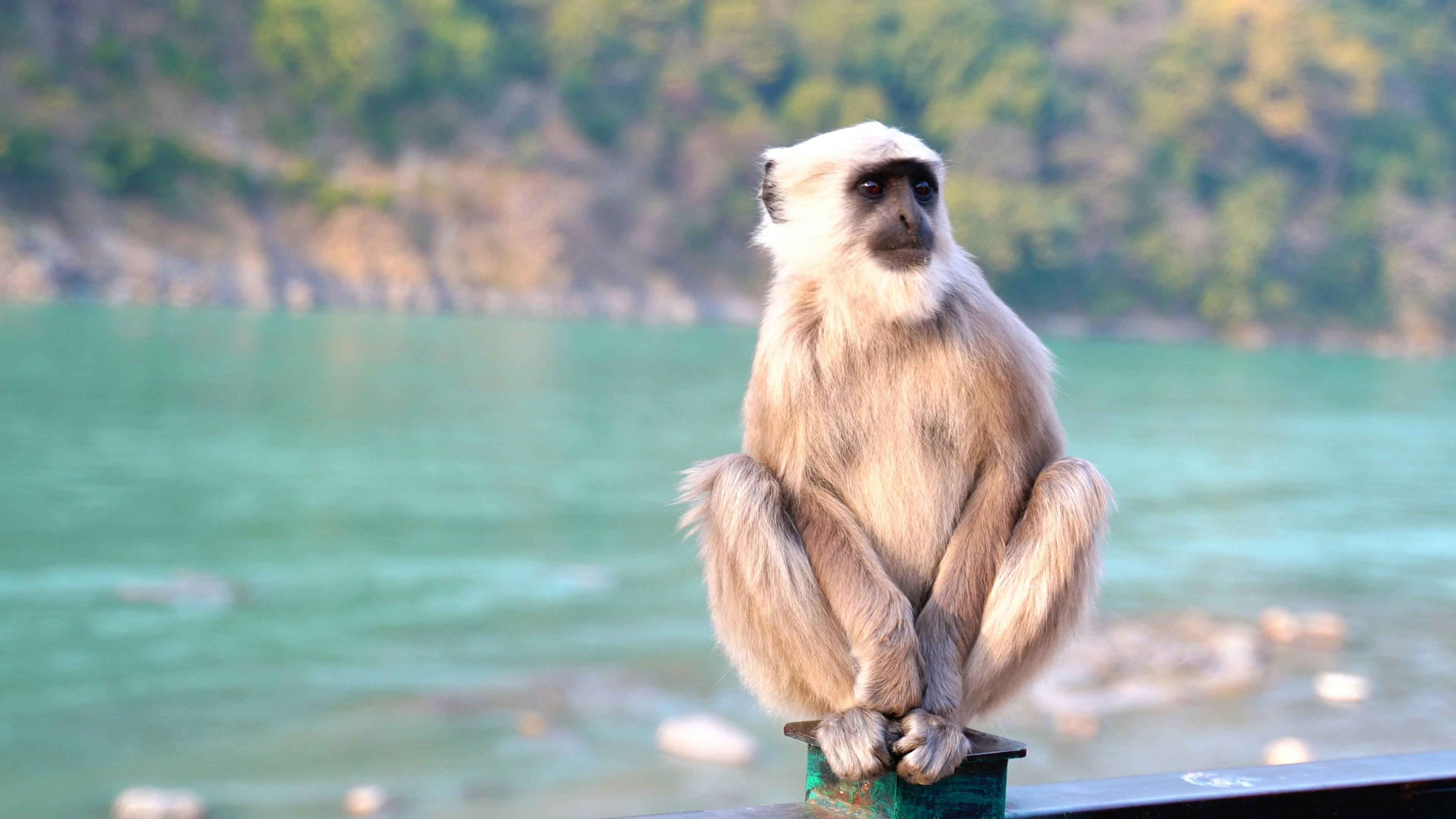 Hanumanasana: Stretch and Soar with Monkey Pose | Yoga World - Yoga - How  to do Monkey Pose - YouTube