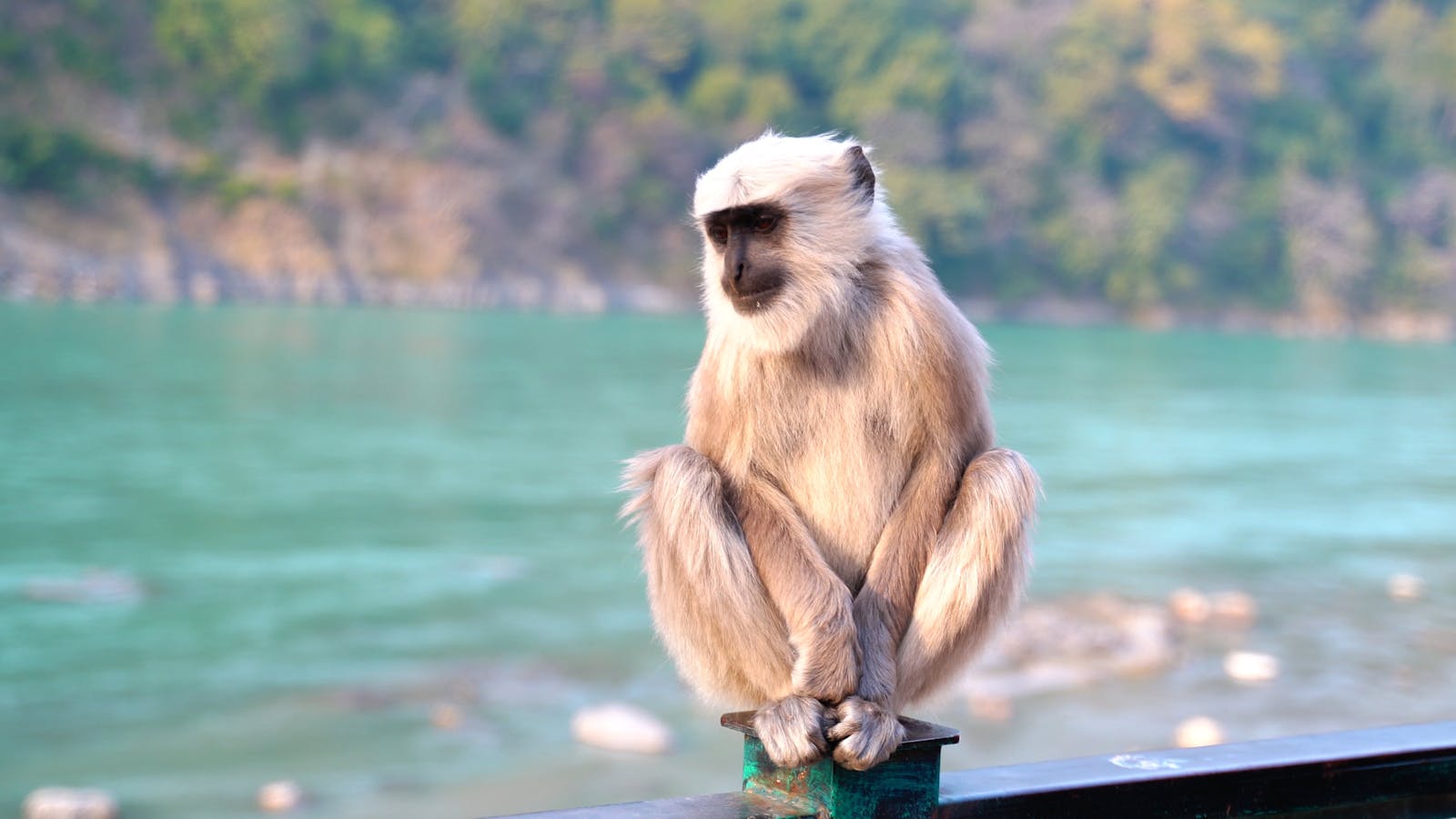 Hanuman Videos Download The BEST Free 4k Stock Video Footage Hanuman Hanuman Videos Download The BEST Free 4k Stock Video Footage Hanuman