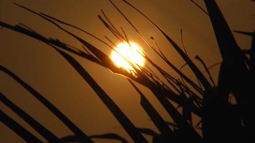 Sunset Behind the Silhouette of Grass Leaves