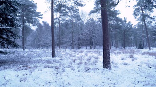 Forest During Winter