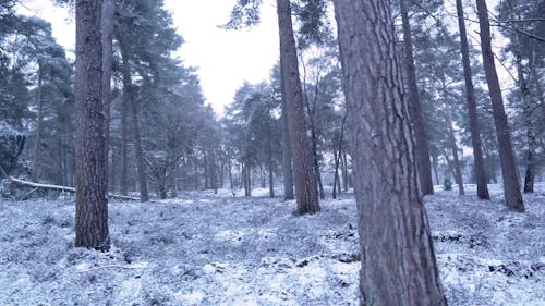 A View of Snow Covered Mountain Forest