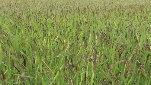 Windy Day in the Paddy Field