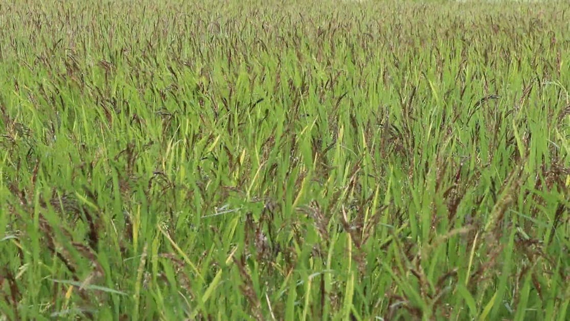 Green paddy field dancing with wild wind. Beautiful paddy field 4K video  with cloudy sky. Asian village paddy field footage. Windy weather video  with a green paddy field and rural area. 14244520