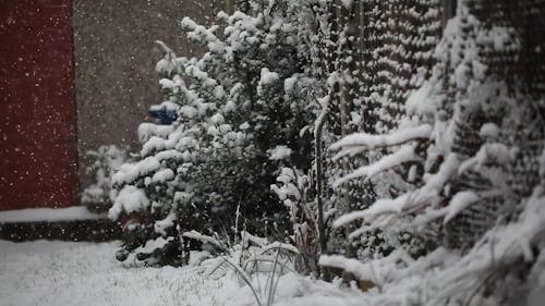 Heavy Snowfall on Foliage