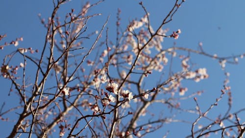 Cherry Blossom Tree Branches 