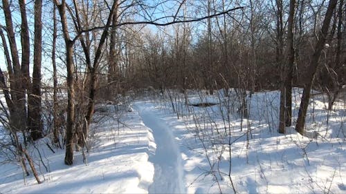 Video of a Walking Person in Forest